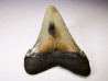 shark teeth: Carcharodon megalodon - Miocene (USA)