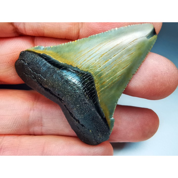 Dent de requin: Carcharodon megalodon, Miocène (USA)