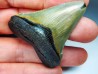 shark teeth: Carcharodon megalodon - Miocene (USA)