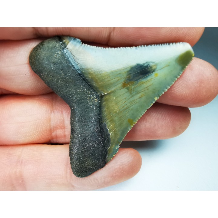 Dent de requin: Carcharodon megalodon, Miocène (USA)