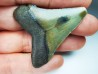 Dent de requin: Carcharodon megalodon, Miocène (USA)