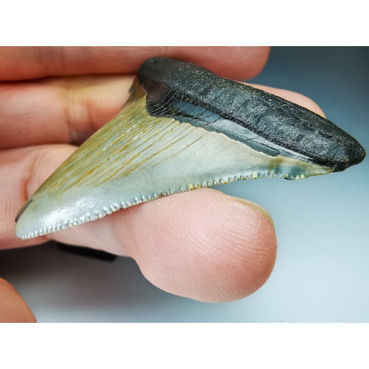 shark teeth: Carcharodon megalodon - Miocene (USA)