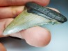 shark teeth: Carcharodon megalodon - Miocene (USA)