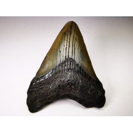 shark teeth: Carcharodon megalodon - Miocene (USA)