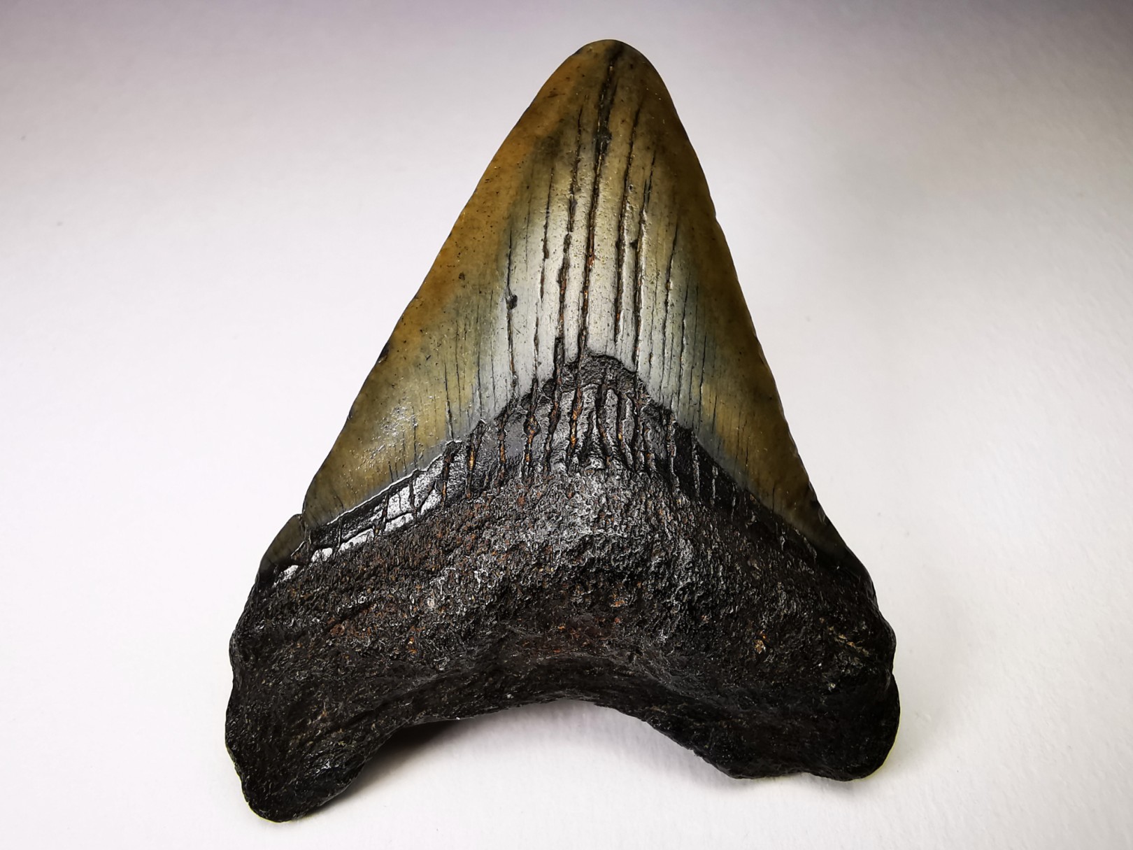 shark teeth: Carcharodon megalodon - Miocene (USA)