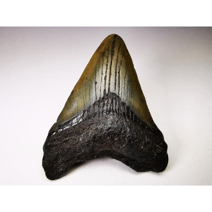 shark teeth: Carcharodon megalodon - Miocene (USA)
