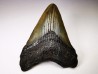 Dent de requin: Carcharodon megalodon, Miocène (USA)