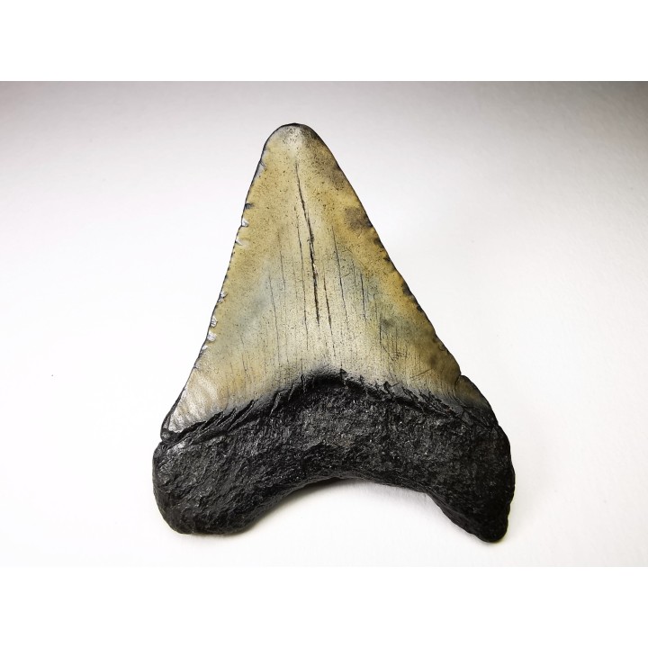 shark teeth: Carcharodon megalodon - Miocene (USA)