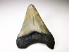 Dent de requin: Carcharodon megalodon, Miocène (USA)