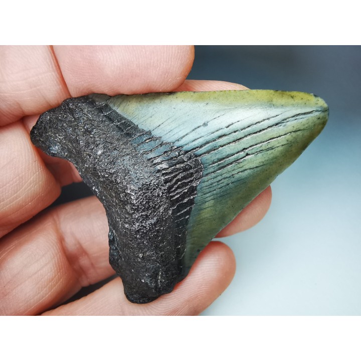 shark teeth: Carcharodon megalodon - Miocene (USA)