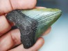 shark teeth: Carcharodon megalodon - Miocene (USA)