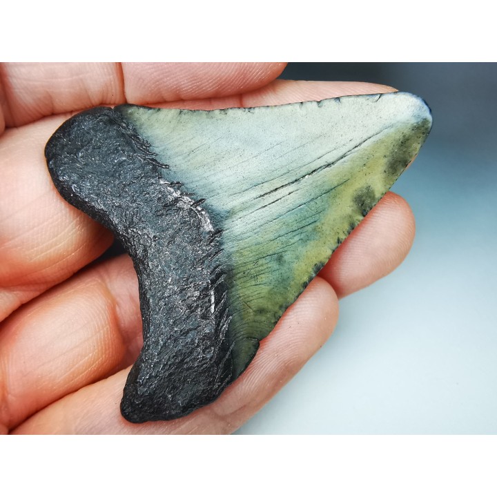 shark teeth: Carcharodon megalodon - Miocene (USA)