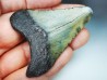 shark teeth: Carcharodon megalodon - Miocene (USA)