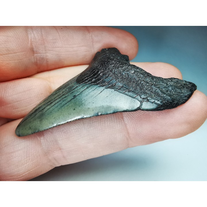 shark teeth: Carcharodon megalodon - Miocene (USA)