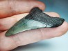 Dent de requin: Carcharodon megalodon, Miocène (USA)