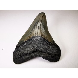 Dent de requin: Carcharodon megalodon, Miocène (USA)