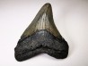 Dent de requin: Carcharodon megalodon, Miocène (USA)