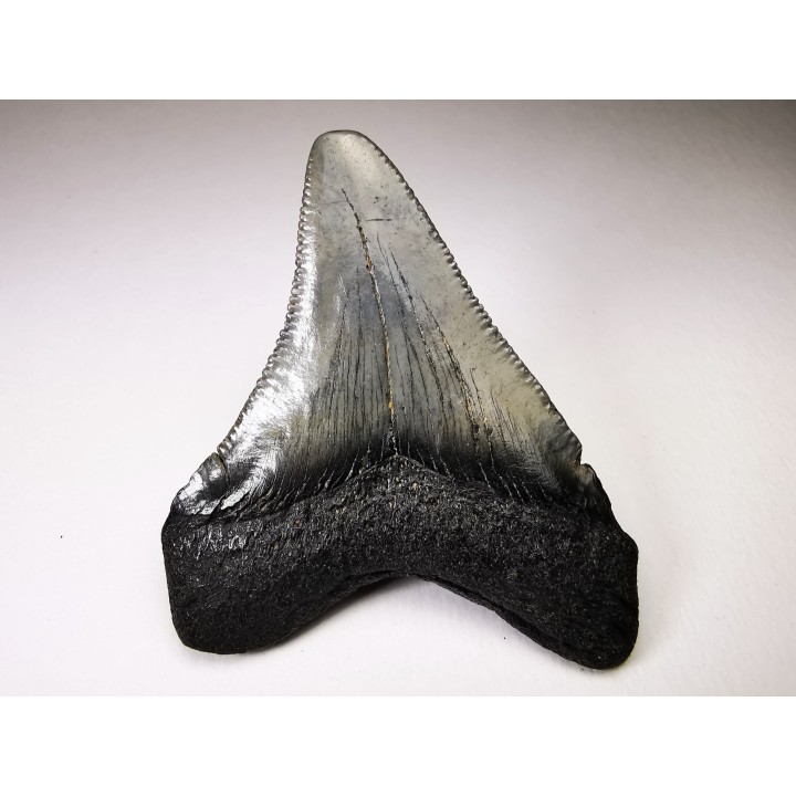 shark teeth: Carcharodon megalodon - Miocene (USA)