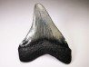 Dent de requin: Carcharodon megalodon, Miocène (USA)