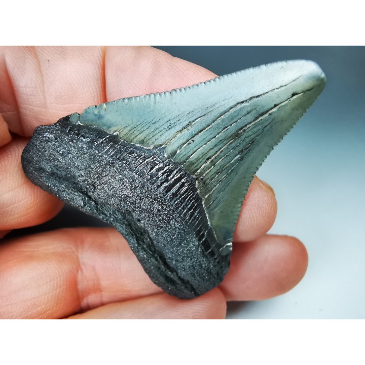 shark teeth: Carcharodon megalodon - Miocene (USA)