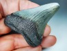 shark teeth: Carcharodon megalodon - Miocene (USA)
