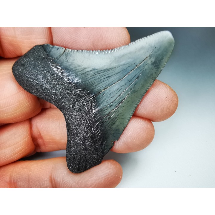 shark teeth: Carcharodon megalodon - Miocene (USA)