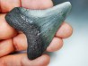 shark teeth: Carcharodon megalodon - Miocene (USA)