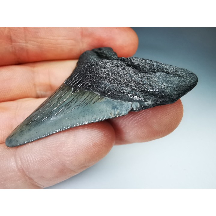 shark teeth: Carcharodon megalodon - Miocene (USA)