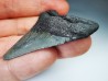 shark teeth: Carcharodon megalodon - Miocene (USA)