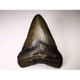 shark teeth: Carcharodon megalodon - Miocene (USA)