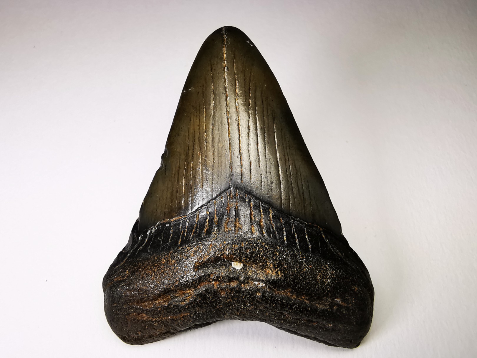 shark teeth: Carcharodon megalodon - Miocene (USA)