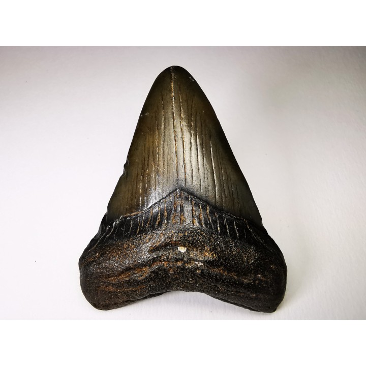 shark teeth: Carcharodon megalodon - Miocene (USA)