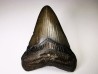 shark teeth: Carcharodon megalodon - Miocene (USA)