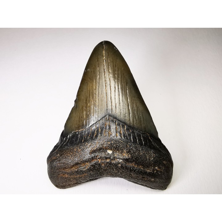 Dent de requin: Carcharodon megalodon, Miocène (USA)