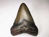 Dent de requin: Carcharodon megalodon, Miocène (USA)