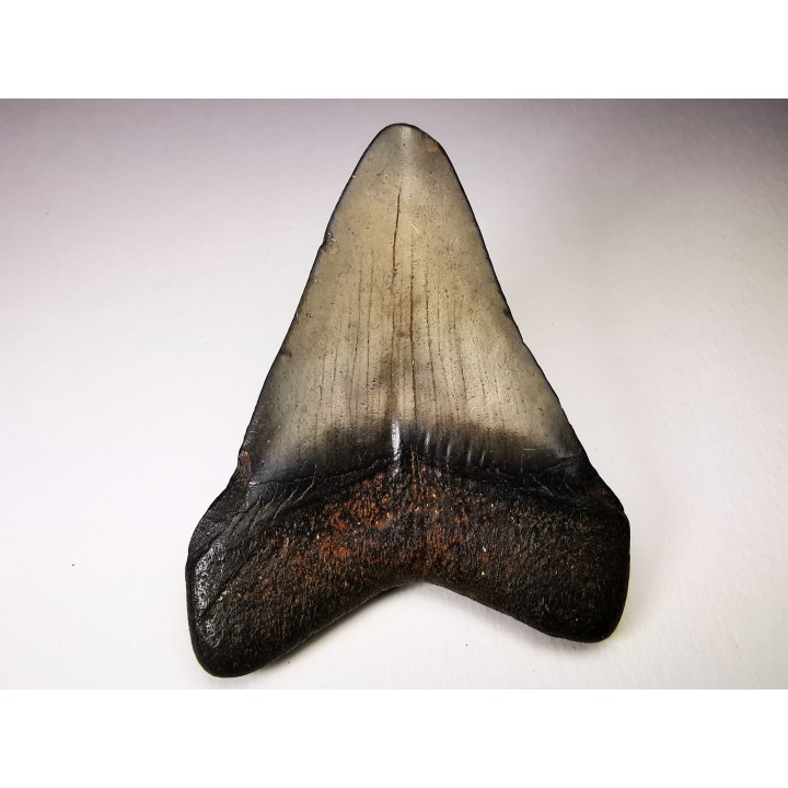 shark teeth: Carcharodon megalodon - Miocene (USA)
