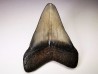 Dent de requin: Carcharodon megalodon, Miocène (USA)