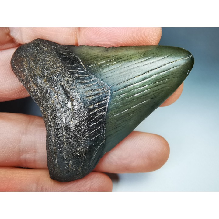 shark teeth: Carcharodon megalodon - Miocene (USA)
