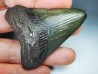 Dent de requin: Carcharodon megalodon, Miocène (USA)