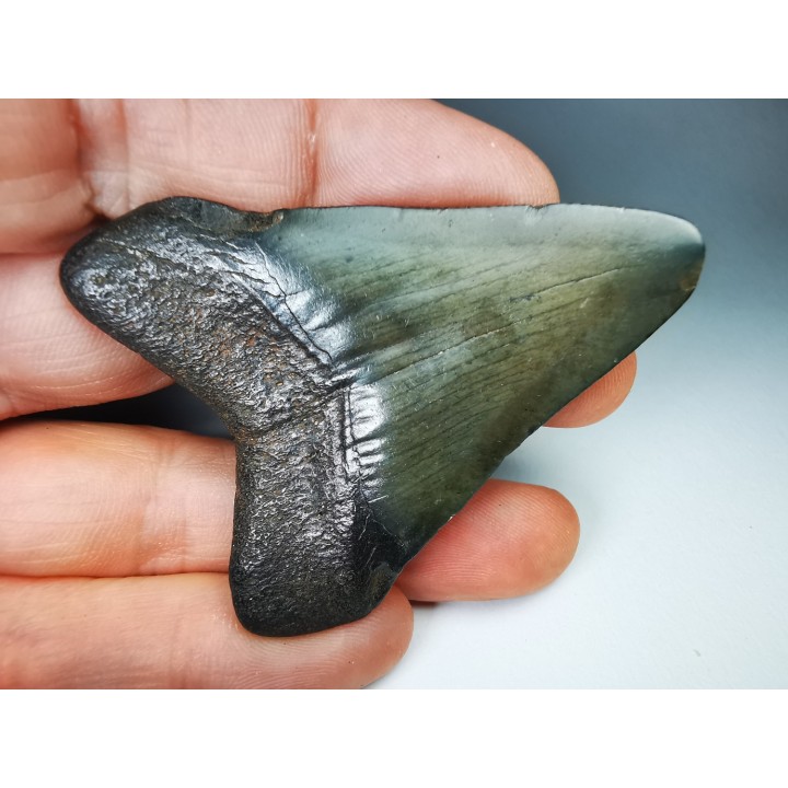 shark teeth: Carcharodon megalodon - Miocene (USA)