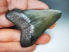 shark teeth: Carcharodon megalodon - Miocene (USA)