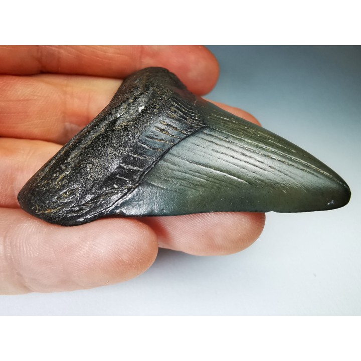 Dent de requin: Carcharodon megalodon, Miocène (USA)