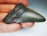 Dent de requin: Carcharodon megalodon, Miocène (USA)