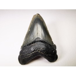 shark teeth: Carcharodon megalodon - Miocene (USA)