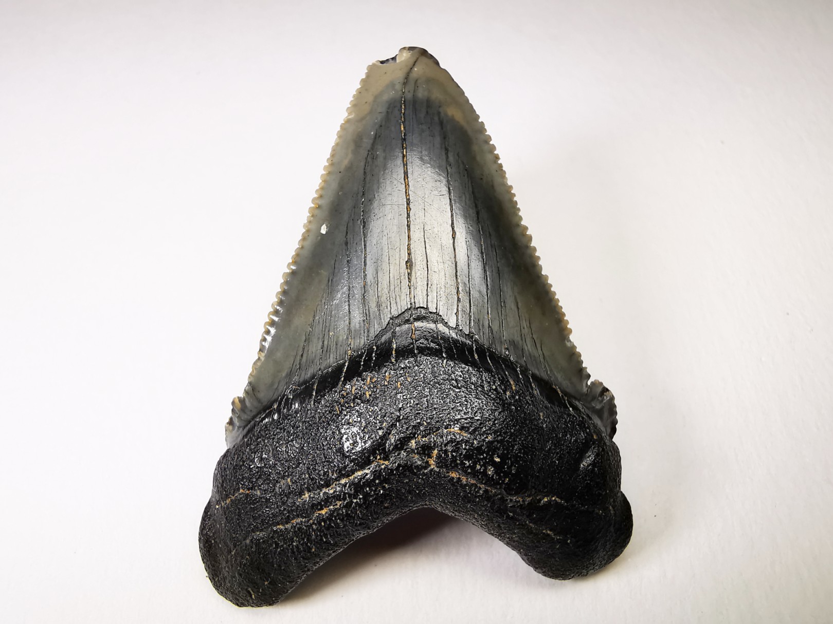 Dent de requin: Carcharodon megalodon, Miocène (USA)
