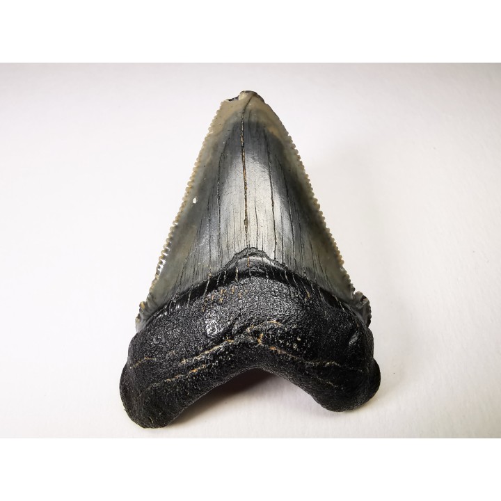 Dent de requin: Carcharodon megalodon, Miocène (USA)