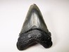 Dent de requin: Carcharodon megalodon, Miocène (USA)