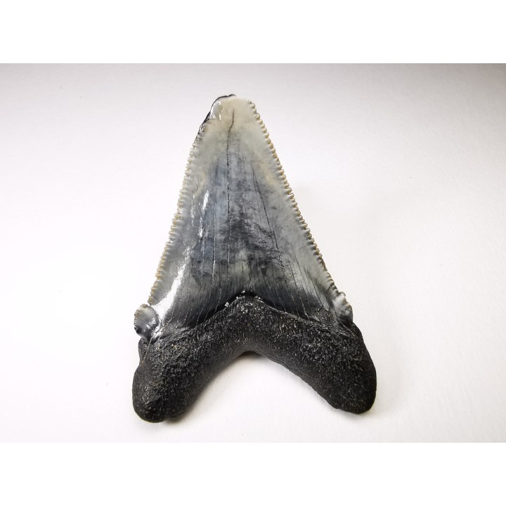 Dent de requin: Carcharodon megalodon, Miocène (USA)