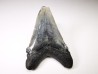 Dent de requin: Carcharodon megalodon, Miocène (USA)