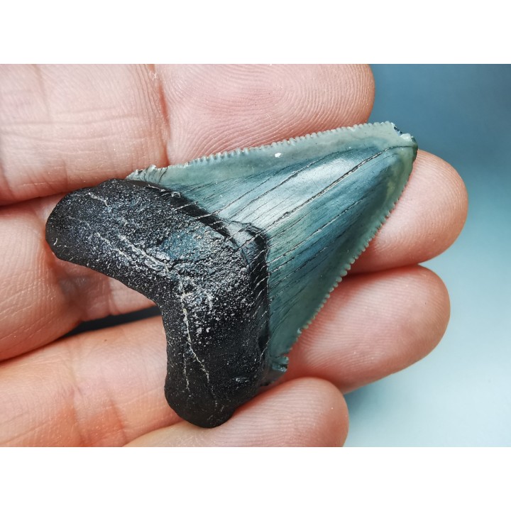 Dent de requin: Carcharodon megalodon, Miocène (USA)